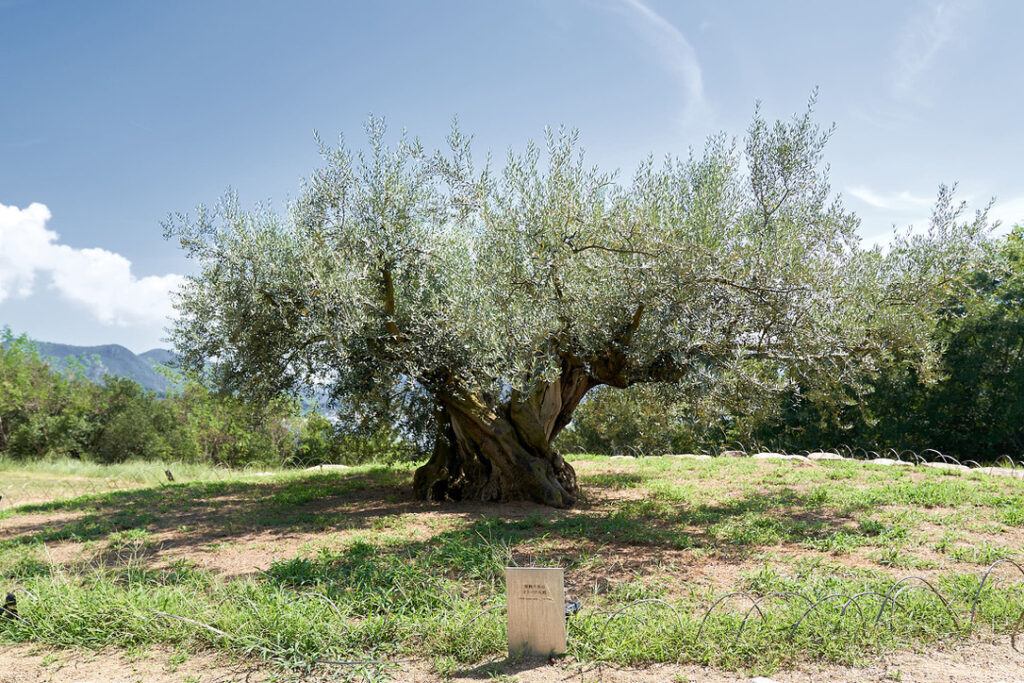 リトリートウェディング 瀬戸内ウェディング デスティネーションウェディング 船上結婚式 小豆島ウェディング